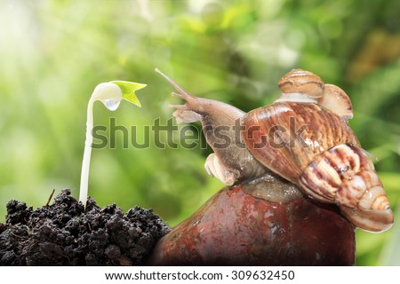 Snail family analogy mother and daughter . The daughter snail is riding the mother snail glad to have food like children.