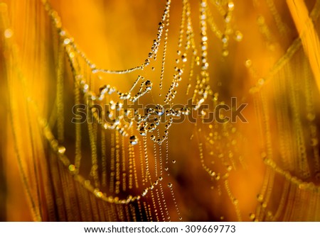 Beautiful spiderweb with dew on a summer morning