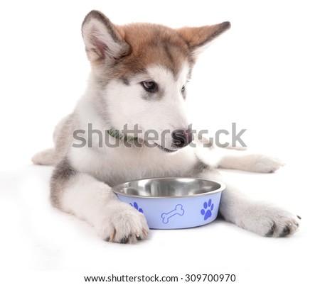 Cute Malamute puppy eating from metal bowl isolated on white
