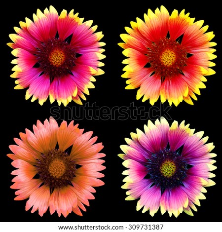 Flower, black background isolated. Macro.  Yellow, pink, lilac, purple, blue, red, orange. Set.