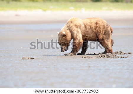 A brown bear walking on a beach searching for razor clams on a beach in Alaska