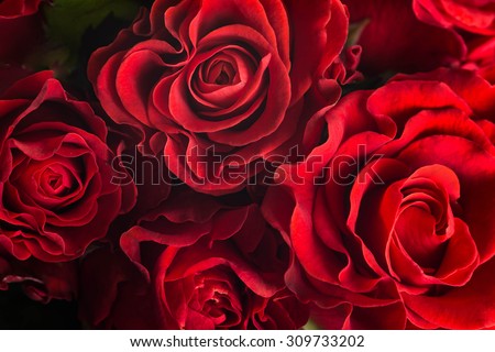 Bouquet of fresh roses, flower bright background. Royalty-Free Stock Photo #309733202