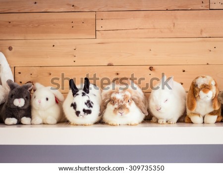 Many cute bunny rabbit and rabbit doll on shelf. Royalty-Free Stock Photo #309735350