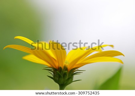 Jerusalem artichoke flower