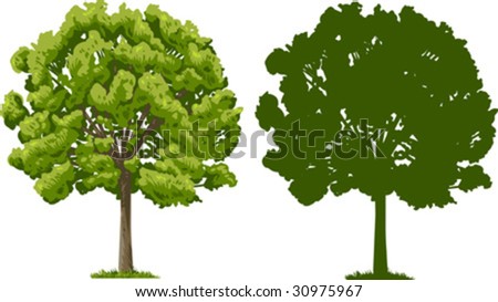 Vector illustration of tree and its silhouette, isolated in white background.