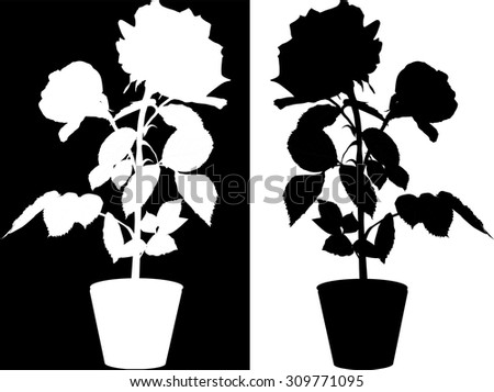 illustration with rose silhouette isolated on white and black background