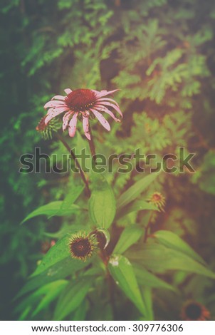 Echinacea Purpurea. Eastern purple coneflower, also known as Echinacea purpurea, in a forest in rural Indiana, United States. Edited with a vintage filter.