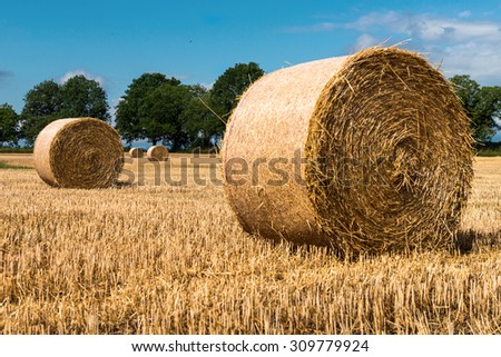Haystacks on the field in the sunny day.