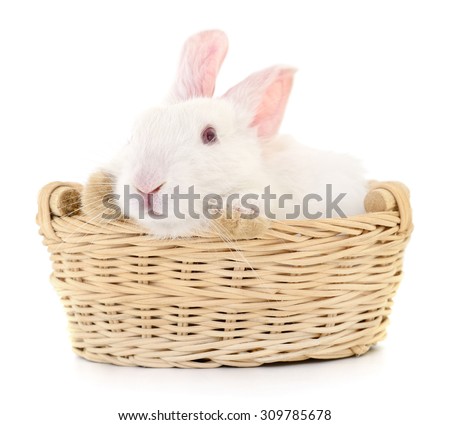 Easter bunny in basket isolated on white