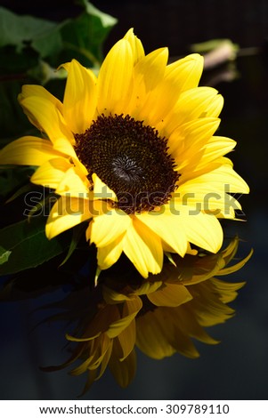 Sunflower reflection on a glass table
