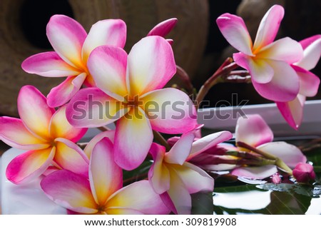 Blossom and bud pink flower frangipani or plumeria in vintage and boutique style for spa relax mood,frangipani or plumeria flowers on water,frangipani or plumeria for spa decoration