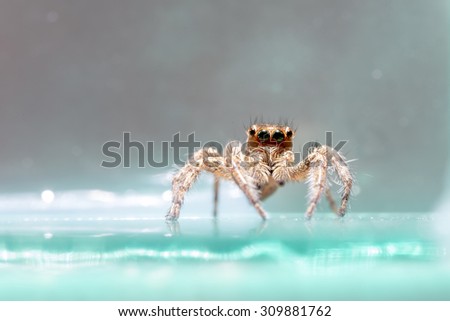Small Jumping Spider On Agreen Background