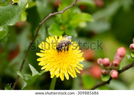 Dandelions in the meadow. Bright flowers dandelions on background of green meadows. Bee on the chamomile flower