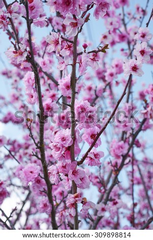 Cherry Blossom in Spring, selective focus, blurred/bokeh background                          