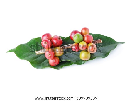fresh raw coffee beans isolated on white background.