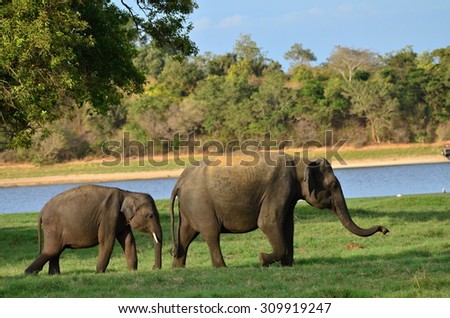 elephants Royalty-Free Stock Photo #309919247