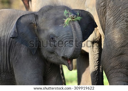 elephant Royalty-Free Stock Photo #309919622