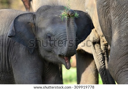 elephant Royalty-Free Stock Photo #309919778