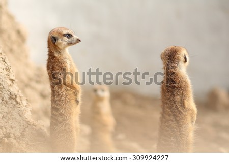 Family of cute Meerkats