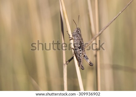 Little grasshopper summer