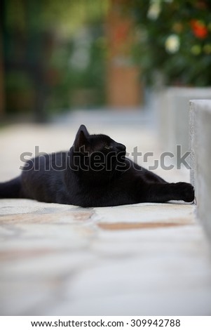 Young black cat lying on the garden path