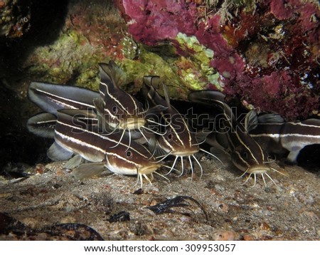 Juvenile striped eel catfish hiding in a crevice at night