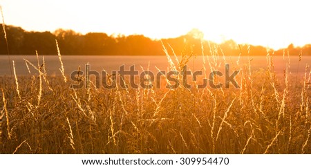 golden wheat field with sun rays. can be used for agriculture and harvest themes
