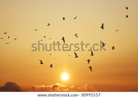 birds flies off into the amazing sunset