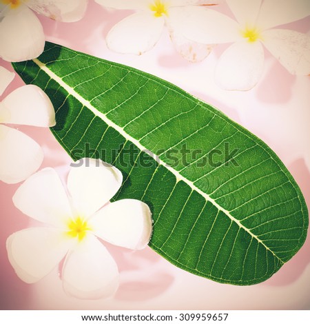 Tropical flowers frangipani (plumeria)and leaf,  sofe focus  image  on pink  background . vintage tone