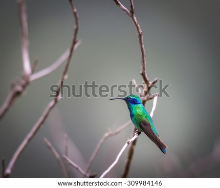 Green Violet Eared Hummingbird in the central mountains of Mexico. This is a rare picture of a medium sized hummingbird that is very elusive and shy. This bird can be identified by is very noisy voice