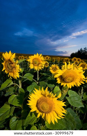 A picture of gold sunflowers  on a background of the evening dark blue sky