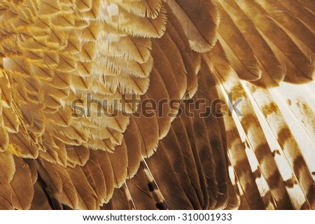 Eagle feathers 