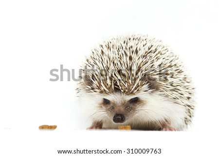 cute and beautiful young african pygmy hedgehog in white background