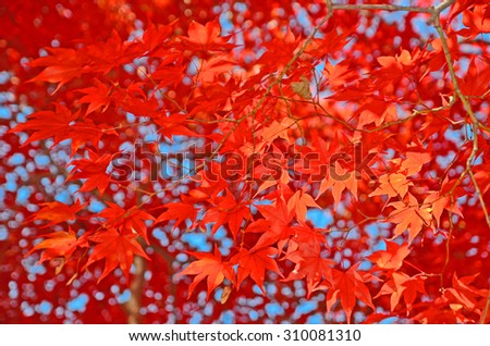 red maple leaves changing leaf color and fall off trees due to change weather in autumn season