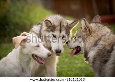 Color picture of an Alaskan Malamutes and another dog
