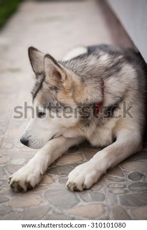 Color picture of an Alaskan Malamute outside