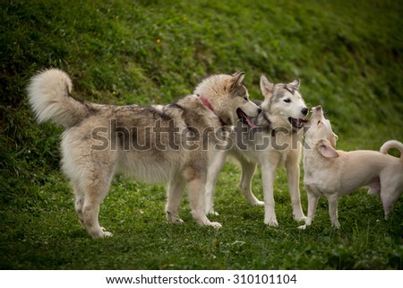 Color picture of Alaskan Malamutes playing outside