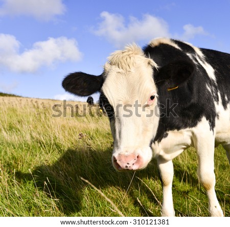 Farmland Cow 