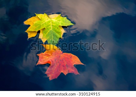 Autumn colorful foliage on water