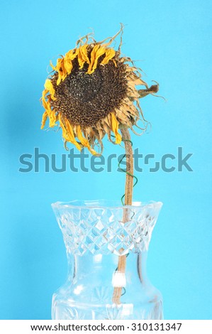 Faded sunflower bloom on the blue background