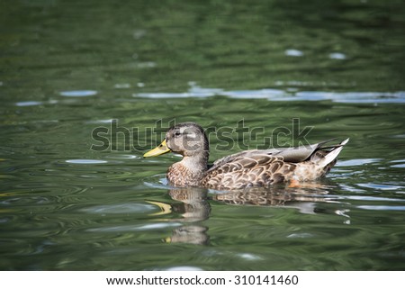 Mallard duck in the water stock photo