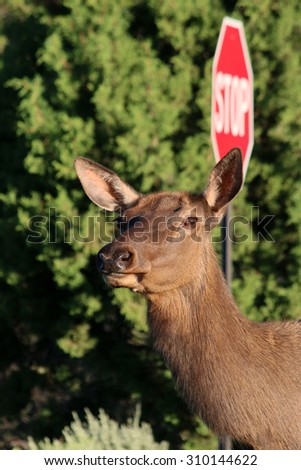 Head of a mule deer in front of a stop sign