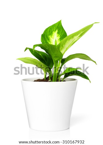 Plant in pot Royalty-Free Stock Photo #310167932