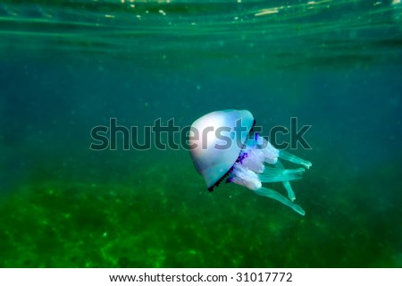 underwater image of jellyfish