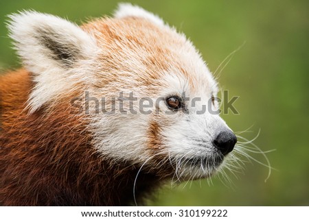 3/4 Portrait of a Red Panda Against a Green Background