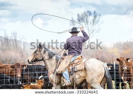 Cowboys catching newly born calves before branding them on a farm