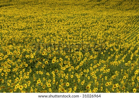horizontal picture of a sunflowers field