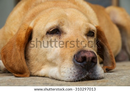 Yellow labrador retriever is lying in outdoor - selective focus
