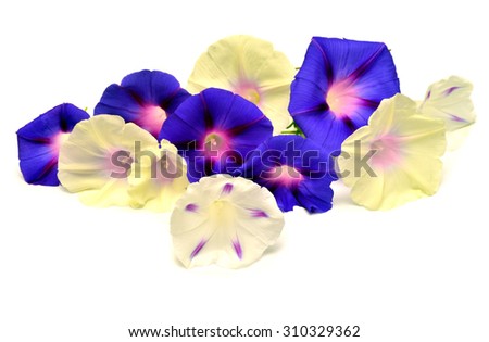 Colorful flower Morning Glory with leaf isolated on white background
