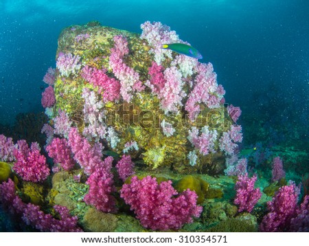Beautiful soft corals in Thailand